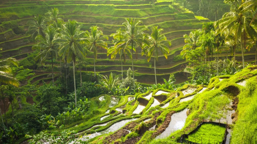 Tegalalang Rice Terrace