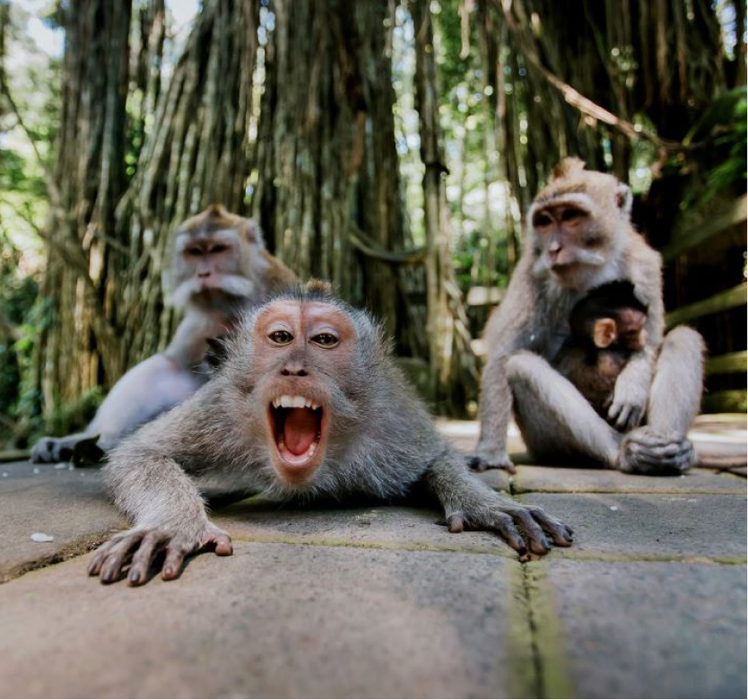 Things to do ubud - Monkey forest ubud