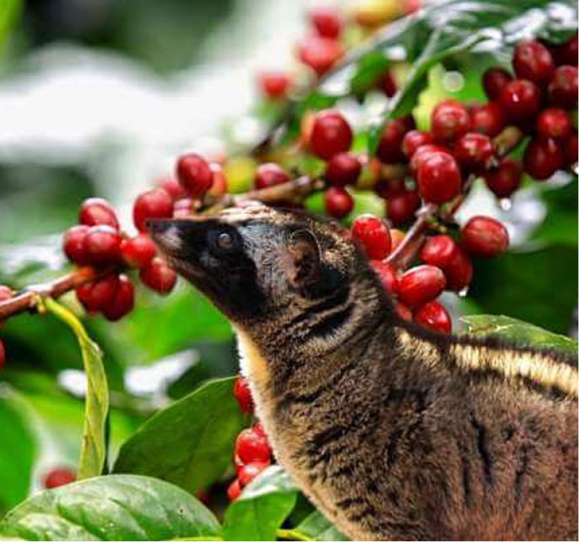 Things to do in ubud - Coffee plantation