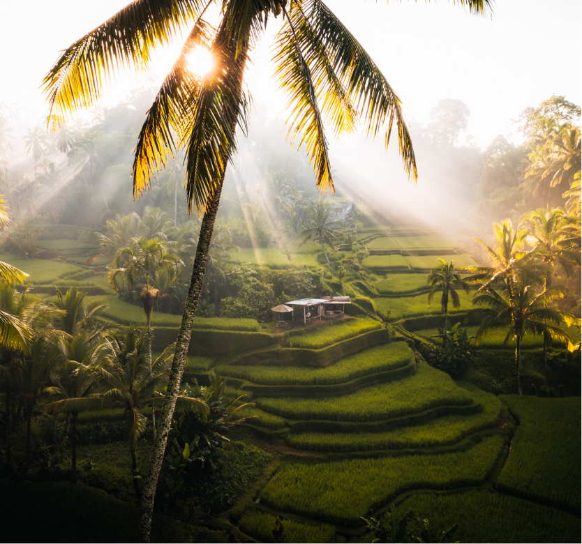 things to do in ubud - tegal alang ricefield