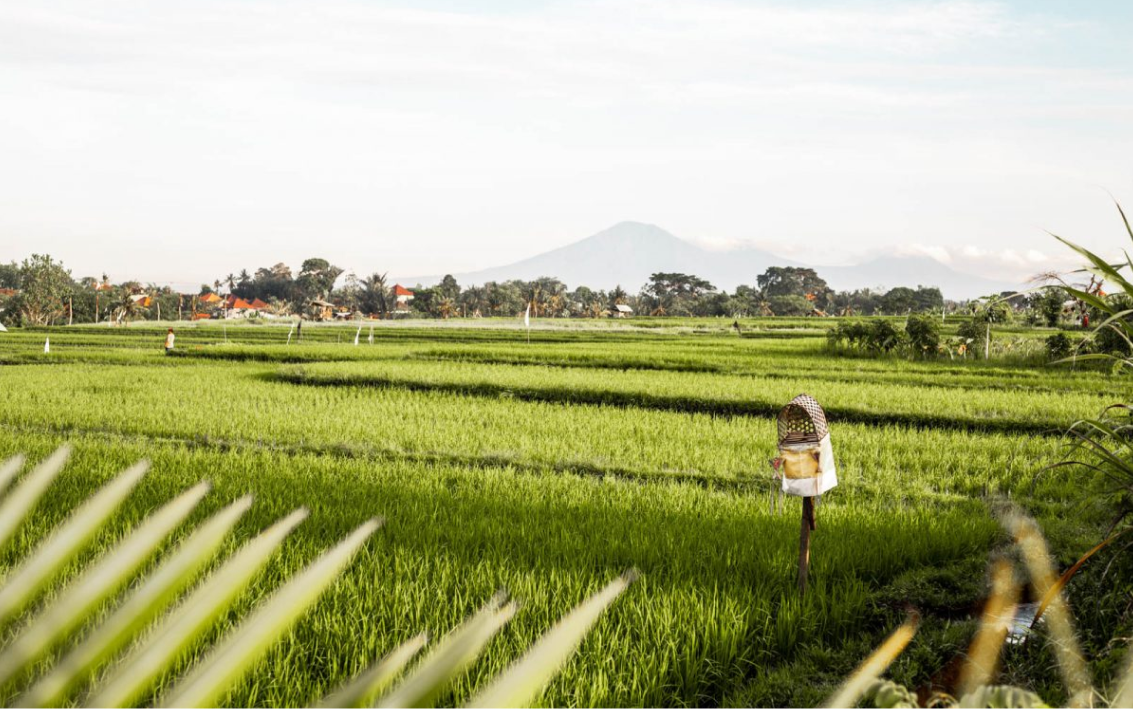 Canggu rice field