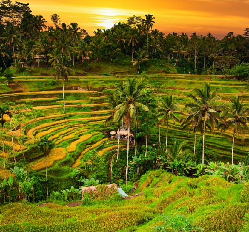 Ubud ricefield