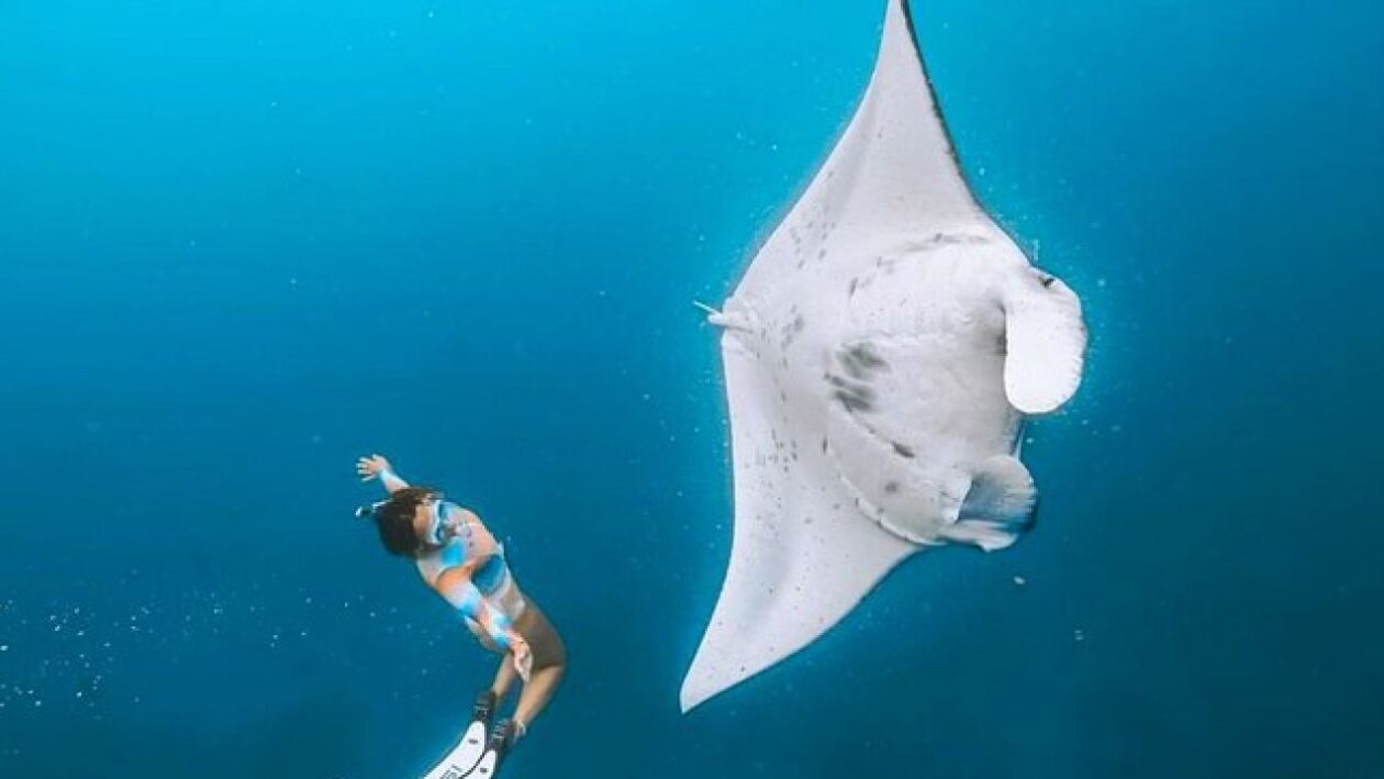 Manta Point – Your Chance to Swim With Giant Manta Rays