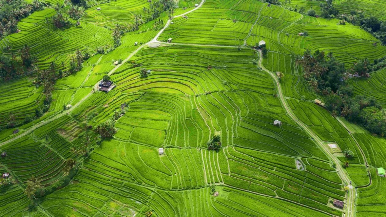 Drive The Mountain Road (Antosari To Pupuan)